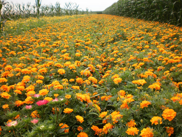 景觀(guān)孔雀草種植基地